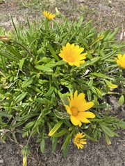 Gazania