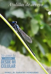 Argia oculata