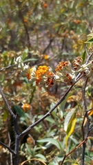 Buddleja tucumanensis