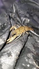 Faxonius virilis