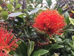 Metrosideros fulgens