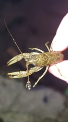 Faxonius virilis