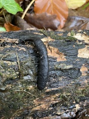 Xylaria longipes