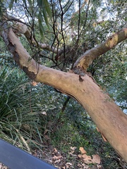 Angophora costata
