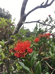 Metrosideros fulgens