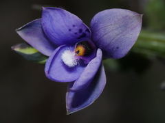 Thelymitra nervosa