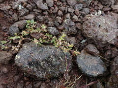 Cerastium beeringianum