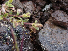 Cerastium beeringianum