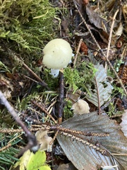 Stropharia