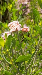 Tessaria absinthioides