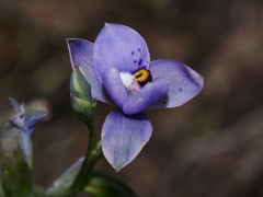 Thelymitra nervosa
