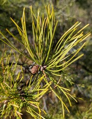 Pinus pungens
