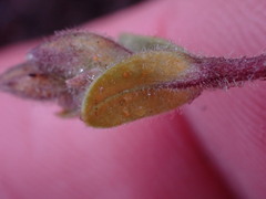 Cerastium beeringianum