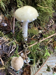 Stropharia