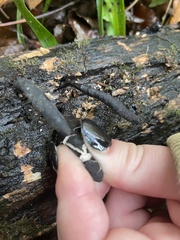 Xylaria longipes
