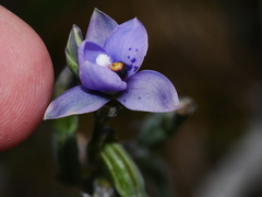 Thelymitra nervosa