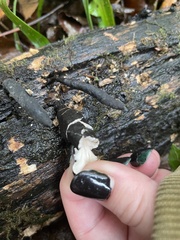 Xylaria longipes