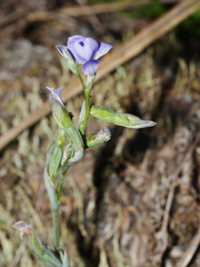 Thelymitra nervosa