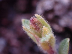 Cerastium beeringianum