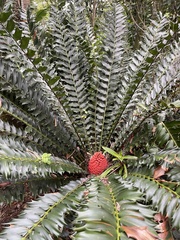 Encephalartos ferox ferox