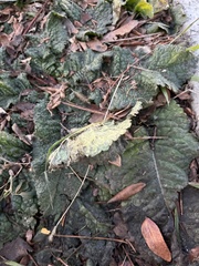 Dipsacus fullonum