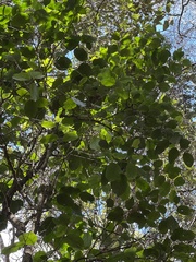 Antidesma platyphyllum