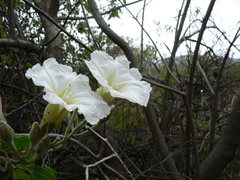 Ipomoea murucoides