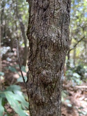 Antidesma platyphyllum
