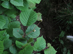 Phytoptus avellanae
