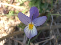 Viola tricolor curtisii