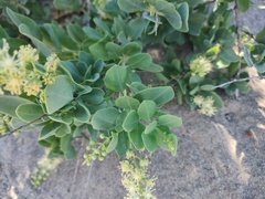 Stegnosperma halimifolium