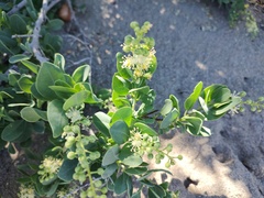 Stegnosperma halimifolium