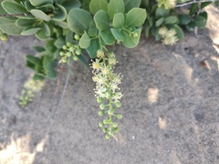 Stegnosperma halimifolium