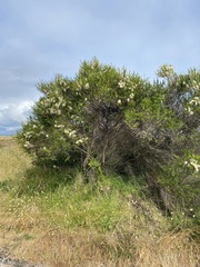 Melaleuca armillaris