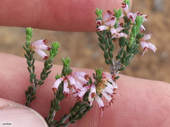 Erica inaequalis