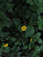 Lysimachia nemorum