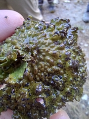 Lasallia pensylvanica