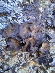 Lasallia pensylvanica