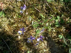 Viola tricolor curtisii