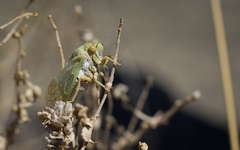 Derotettix mendosensis