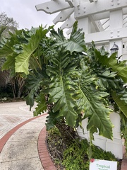 Philodendreae