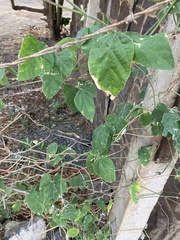 Macroptilium atropurpureum