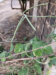 Macroptilium atropurpureum