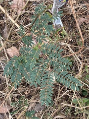 Leucaena leucocephala