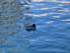 Anas platyrhynchos