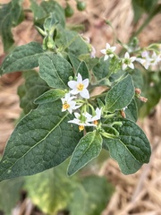 Solanum nigrum