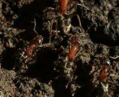 Liometopum occidentale