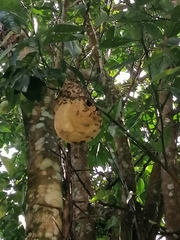 Polybia occidentalis