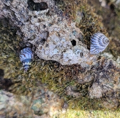 Echinolittorina aspera