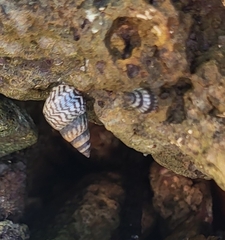 Echinolittorina aspera